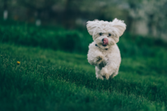 Cute Maltese Pup