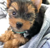 Cute Yorkshire Terrier Purebred Pup