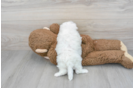 Fluffy Bichon Frise Purebred Puppy