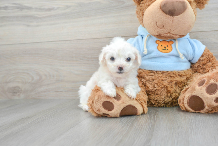 Best Bichon Frise Baby