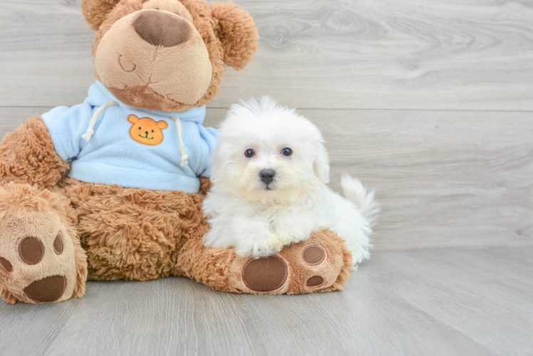 Bichon Frise Puppy for Adoption