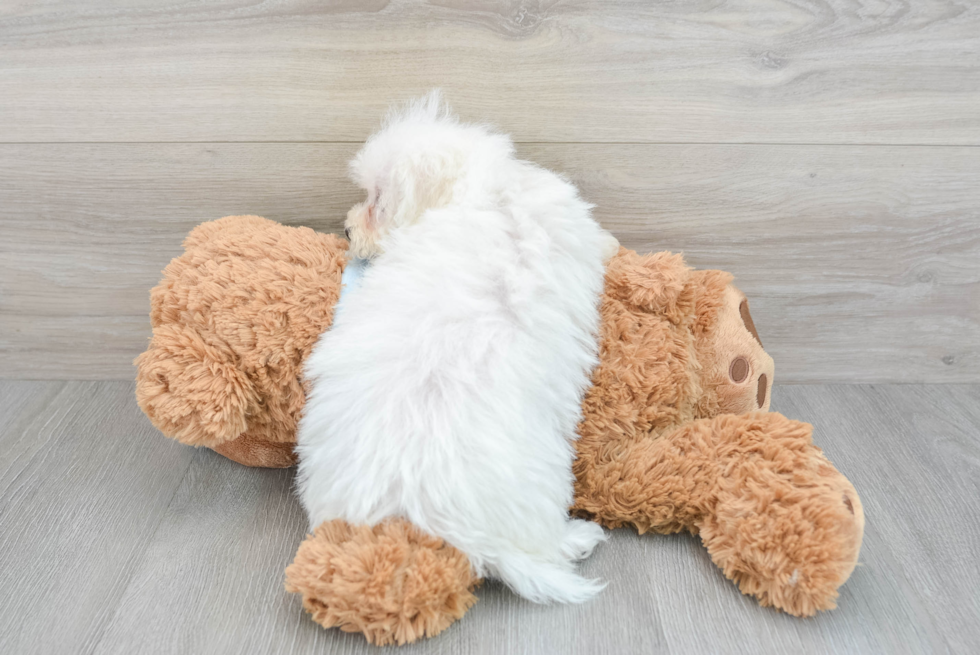 Akc Registered Bichon Frise Purebred Pup