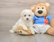 5 week old Bichon Frise Puppy For Sale - Simply Southern Pups