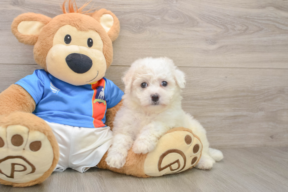 Bichon Frise Puppy for Adoption