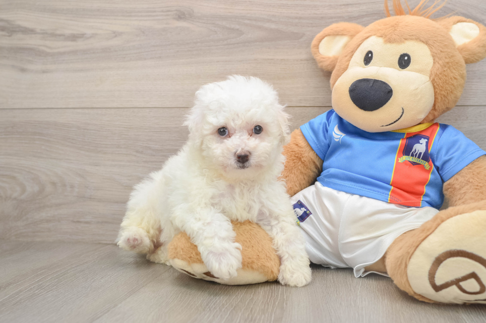 Bichon Frise Puppy for Adoption