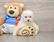 5 week old Bichon Frise Puppy For Sale - Simply Southern Pups