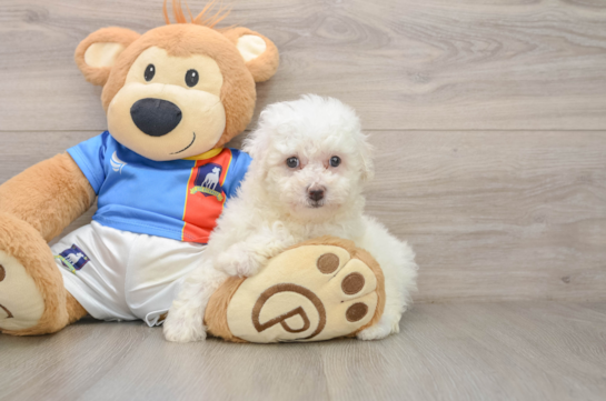 Funny Bichon Frise Purebred Pup