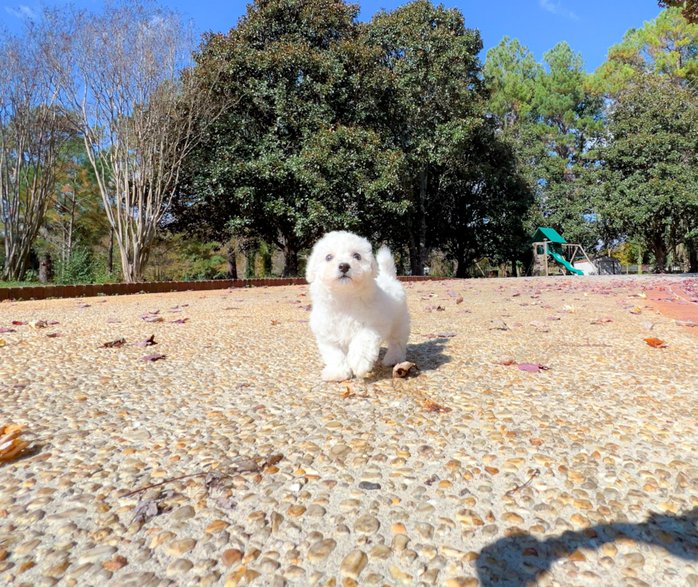 Cute Bichon Frise Purebred Puppy