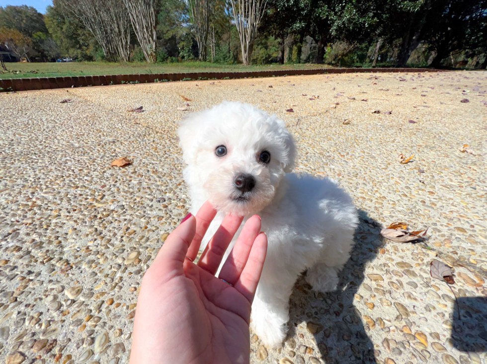 Bichon Frise Puppy for Adoption