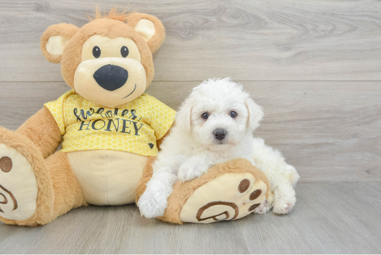 Bichon Frise Puppy for Adoption