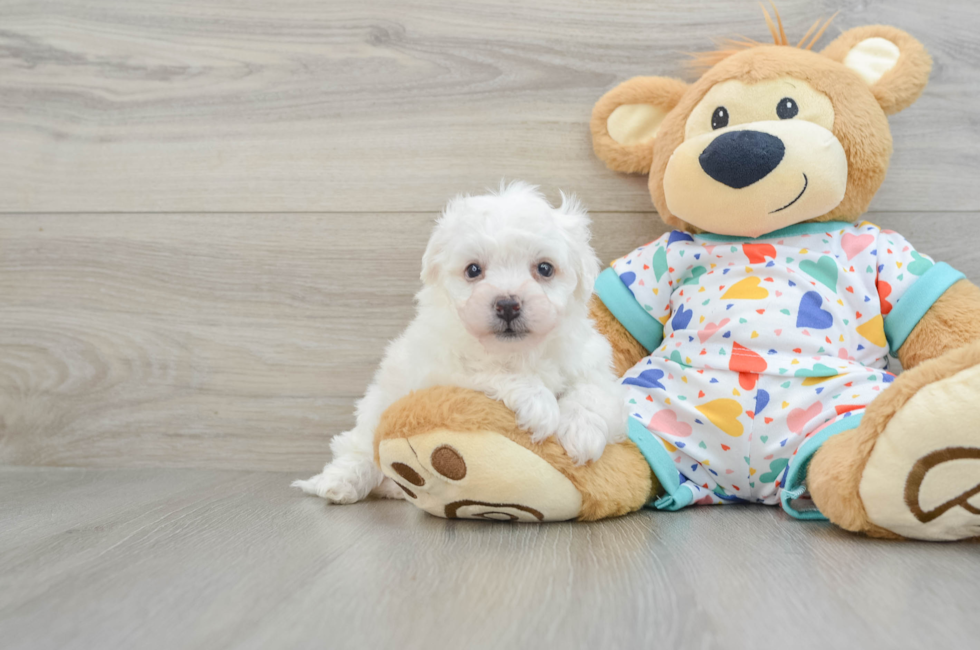 5 week old Bichon Frise Puppy For Sale - Simply Southern Pups