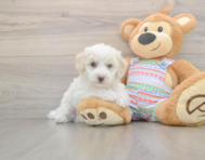 5 week old Bichon Frise Puppy For Sale - Simply Southern Pups