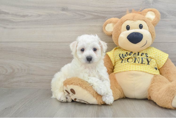 Bichon Frise Puppy for Adoption