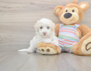 5 week old Bichon Frise Puppy For Sale - Simply Southern Pups