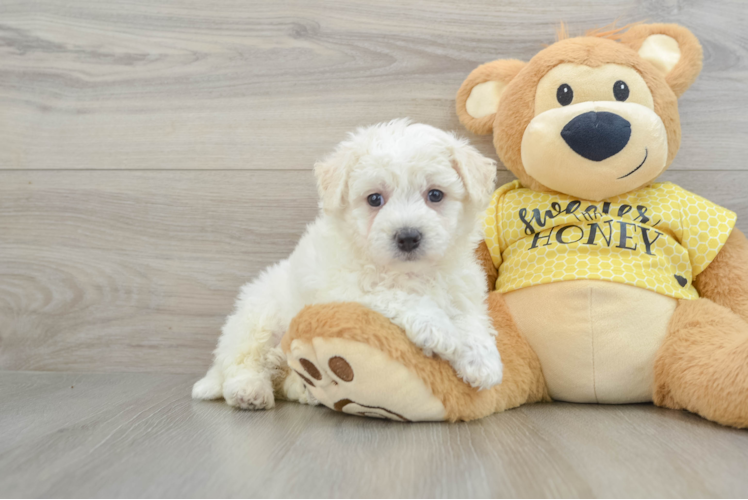 Energetic Bichon À Poil Frisé Purebred Puppy