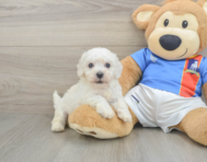 5 week old Bichon Frise Puppy For Sale - Simply Southern Pups