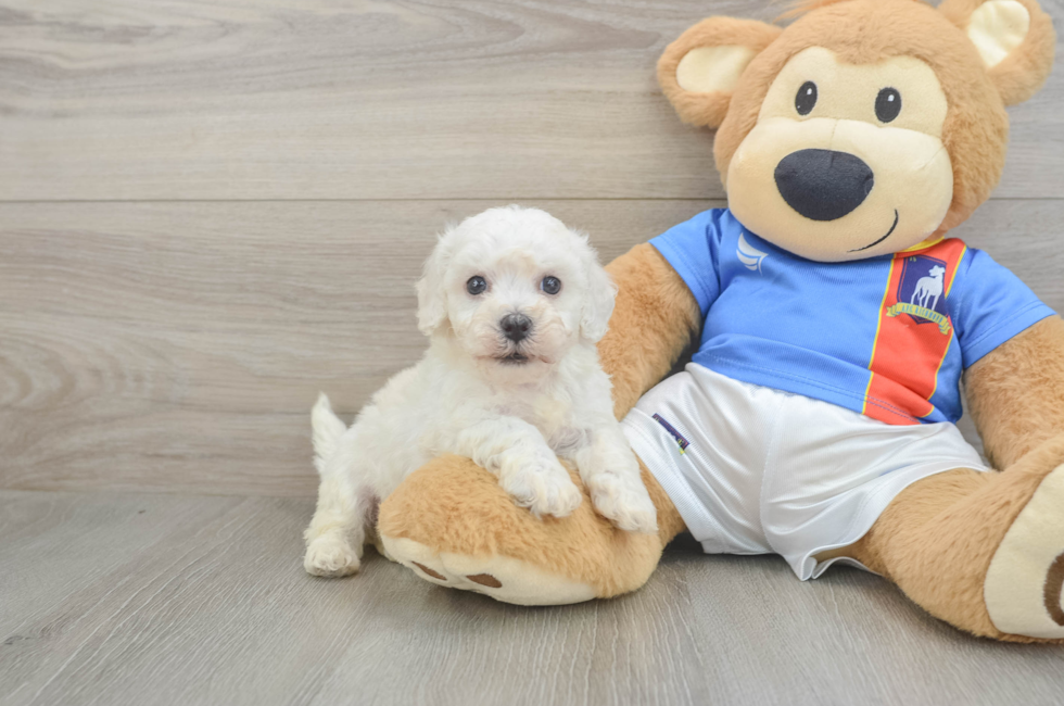 5 week old Bichon Frise Puppy For Sale - Simply Southern Pups