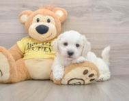 5 week old Bichon Frise Puppy For Sale - Simply Southern Pups