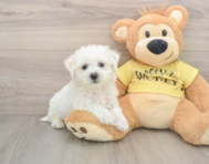 6 week old Bichon Frise Puppy For Sale - Simply Southern Pups