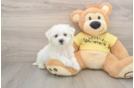 Happy Bichon À Poil Frisé Purebred Puppy