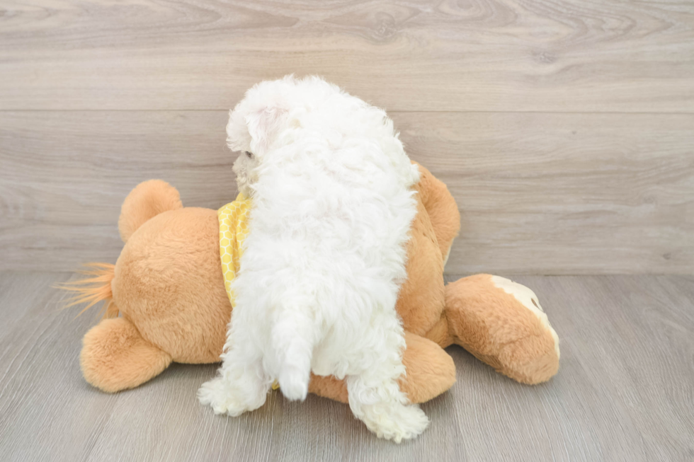 Best Bichon Frise Baby