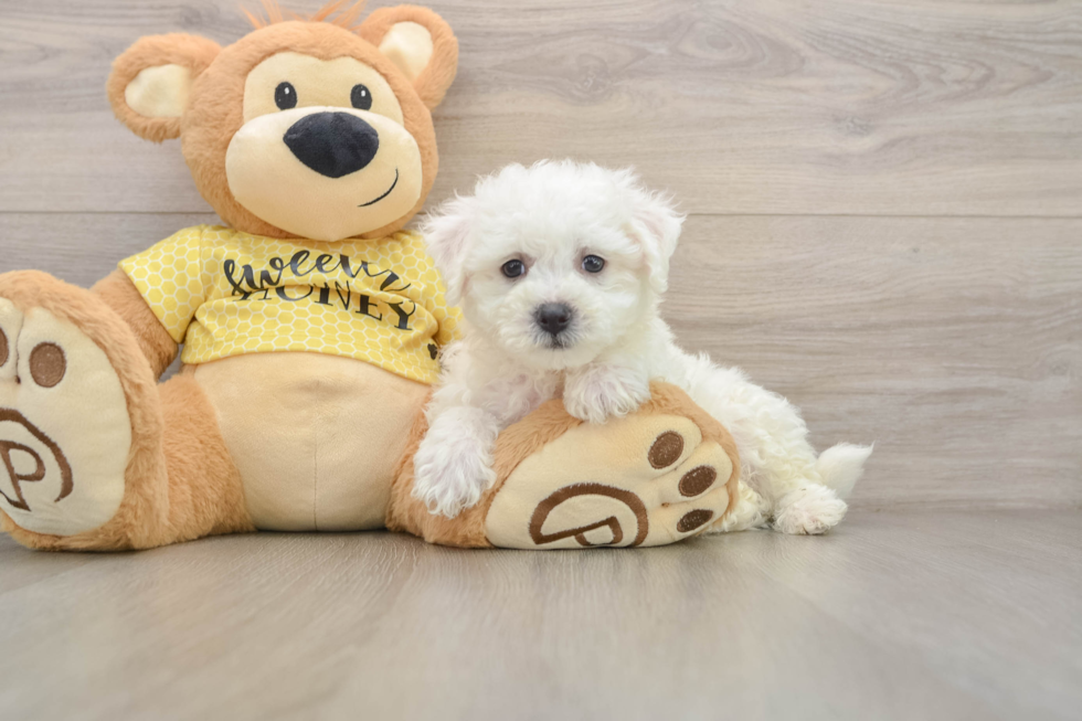 Popular Bichon Frise Purebred Pup