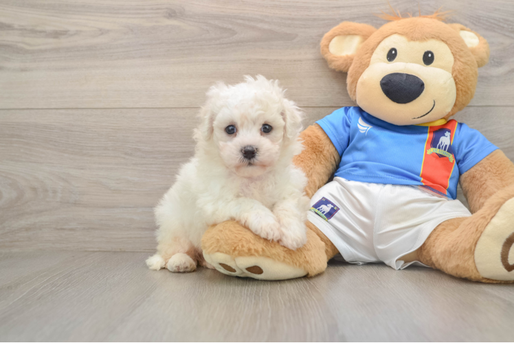 Bichon Frise Puppy for Adoption