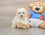 5 week old Bichon Frise Puppy For Sale - Simply Southern Pups