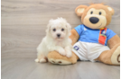 Bichon Frise Puppy for Adoption