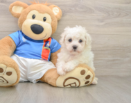 5 week old Bichon Frise Puppy For Sale - Simply Southern Pups