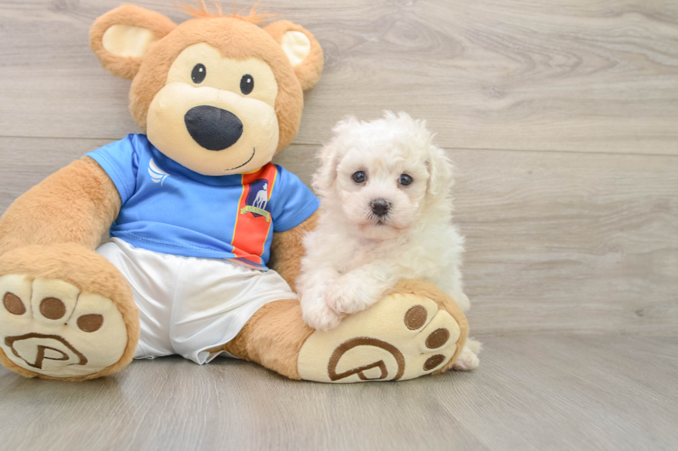 Smart Bichon À Poil Frisé Purebred Puppy
