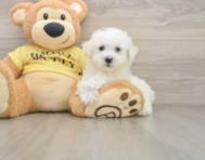 6 week old Bichon Frise Puppy For Sale - Simply Southern Pups
