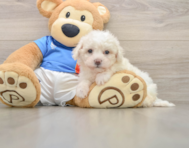5 week old Bichon Frise Puppy For Sale - Simply Southern Pups