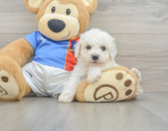5 week old Bichon Frise Puppy For Sale - Simply Southern Pups