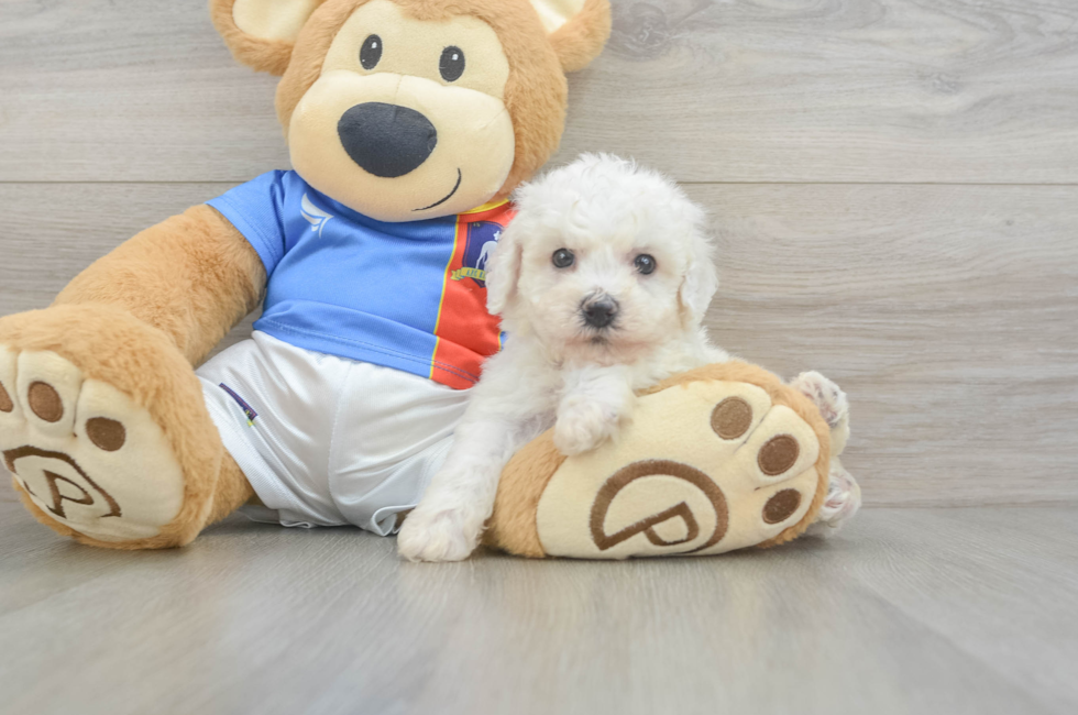 5 week old Bichon Frise Puppy For Sale - Simply Southern Pups