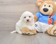 5 week old Bichon Frise Puppy For Sale - Simply Southern Pups
