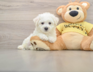 6 week old Bichon Frise Puppy For Sale - Simply Southern Pups