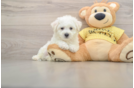 Bichon Frise Pup Being Cute