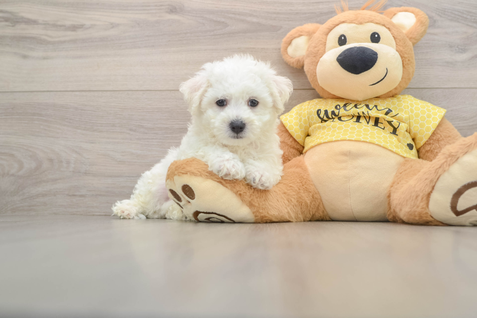Bichon Frise Pup Being Cute