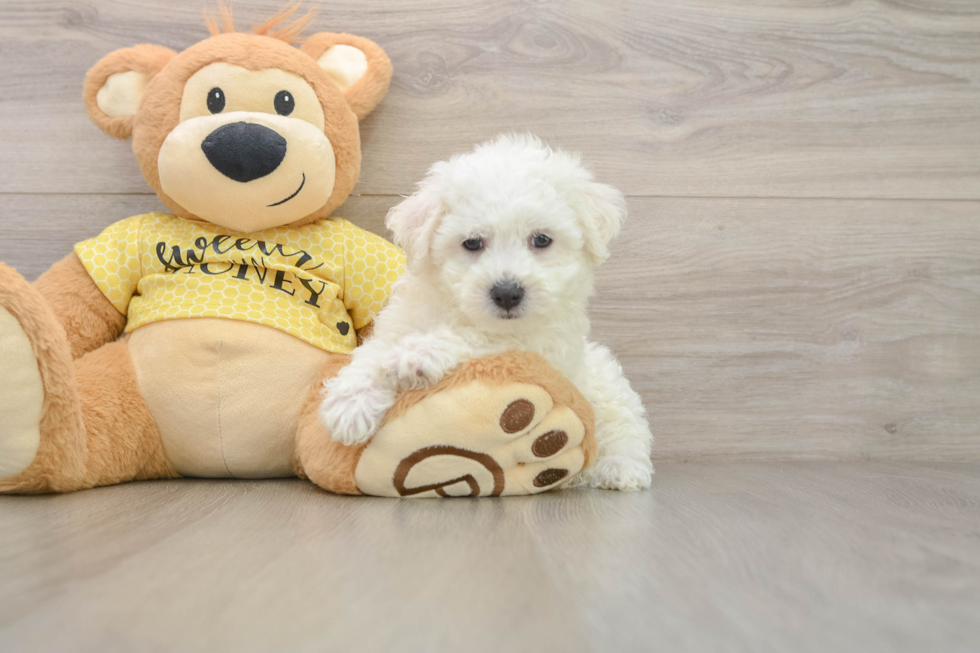 Energetic Bichon À Poil Frisé Purebred Puppy