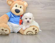 5 week old Bichon Frise Puppy For Sale - Simply Southern Pups