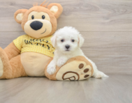 6 week old Bichon Frise Puppy For Sale - Simply Southern Pups