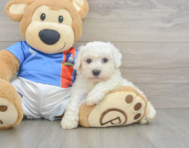 5 week old Bichon Frise Puppy For Sale - Simply Southern Pups
