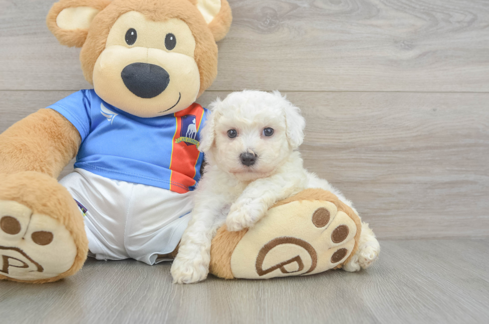 5 week old Bichon Frise Puppy For Sale - Simply Southern Pups