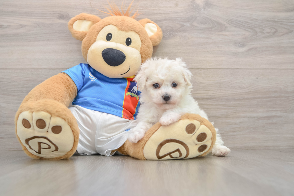 Little Bichon Frise Purebred Pup
