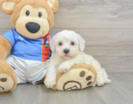 5 week old Bichon Frise Puppy For Sale - Simply Southern Pups