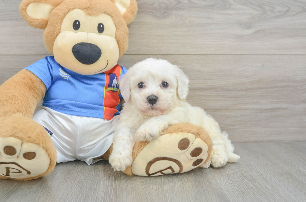 5 week old Bichon Frise Puppy For Sale - Simply Southern Pups