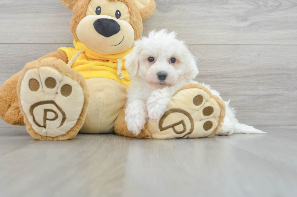 6 week old Bichon Frise Puppy For Sale - Simply Southern Pups