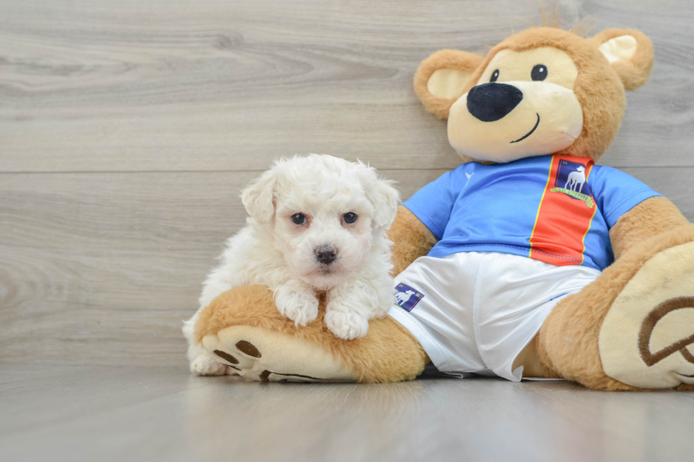 Bichon Frise Puppy for Adoption