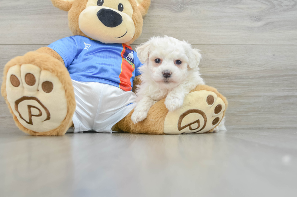 7 week old Bichon Frise Puppy For Sale - Simply Southern Pups